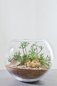 Image of The Sweet Spot -Yellow Sands Terrarium Kit Large
