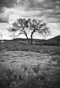 Image of The Tree