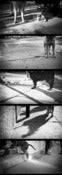 Image of Paws
