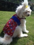 Image of Kimono (Knot) - K22 - Boy's Day
