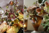 Image of Hail to the Hellebore! - March 4th