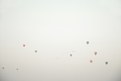 Image of NATURAL ORDER: Flocks