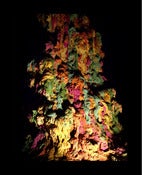Image of Chewy Cosmos Thingly Time Catalogue
