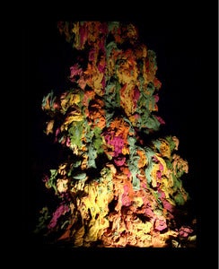 Image of Chewy Cosmos Thingly Time Catalogue