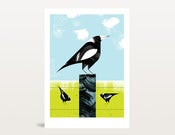 Image of Magpies