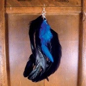 Image of Black & Blue Feather Earring