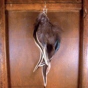 Image of Black & Tan Feather Earring