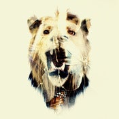 Image of Butterfly Lion