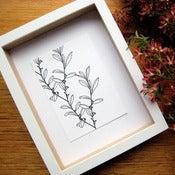 Image of Erythroxylon Coca (Mixed 3 Series)