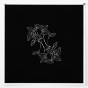 Image of Caladium