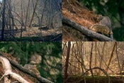 Image of Squirreling Around