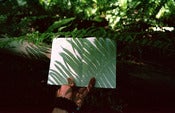 Image of Fern