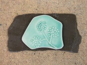 Image of Porcelain Allium Pictures