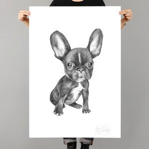 Image of FRENCH BULLDOG BY ANNELIE CARLSTRÖM