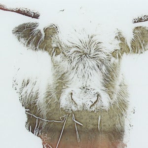 Image of Highland Cow 