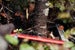 Image of Sven-Saw Folding Saw