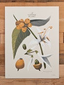 Image of The Coffee Plant (Detail) - Limited Edition (Sold Out)