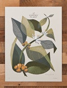 Image of The Coffee Plant (Branch) - Limited Edition (Sold Out)
