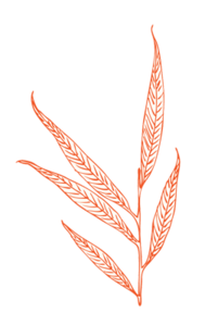 Image of Shapes of Leaves • Formes de Feuilles