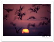 Image of Terns At Sunset
