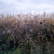 Image of Among Tall Grasses