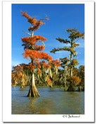 Image of Rusty Cypress POM
