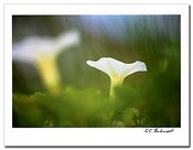 Image of Beach Morning Glory POM