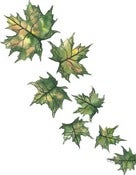 Image of "Somehow Things Always Fall Into Place"