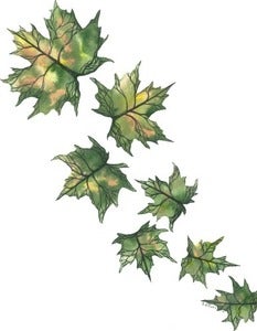 Image of "Somehow Things Always Fall Into Place"