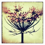 Image of Tess Gomm - Thank You 