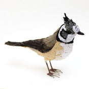 Image of CRESTED TIT