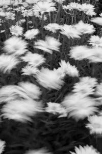 Image of Dancing daisies