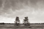 Image of Twin trees