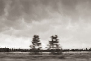 Image of Twin trees