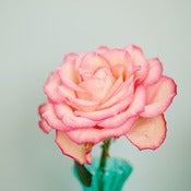 Image of Bloom IV