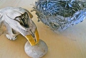 Image of Beaver Skull / Bird Nest