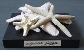 Image of étoiles de mer d'étude