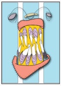 Image of Teeth