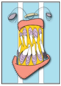 Image of Teeth
