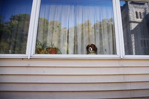 Image of Dog Days Are Over, 2010