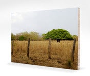 Image of Costa Rica Tree 2011
