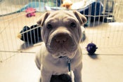 Image of Shar pei II