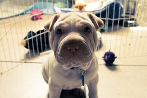 Image of Shar pei II
