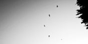 Image of Skying