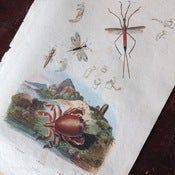 Image of French Encyclopedia Page - Ranatre