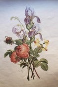 Image of Watercolor Palettes; Iris Study - May 20th