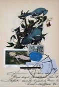 Image of Blue Jay