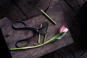 Image of Clippers