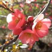 Image of 90 minute session :: shiatsu, reiki or bodywork 