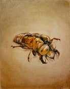 Image of Cicada Shell Study